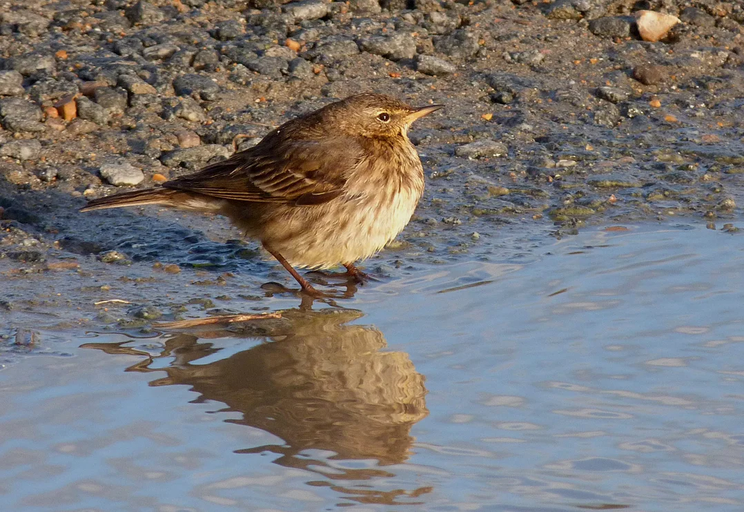 Rock Pipit Pulias 6Feb15.jpg