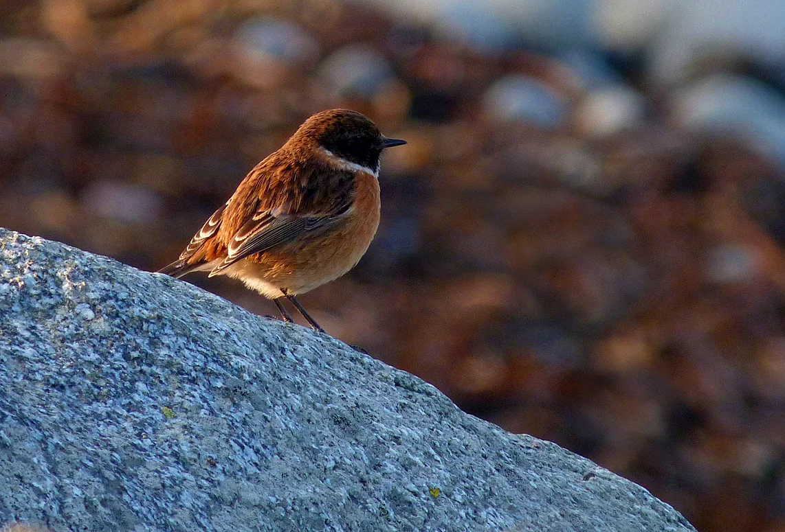Stonechat Pulias 11Feb15.jpg