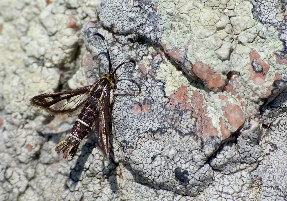 Thrift Clearwing MHer 7Jun15 a.jpg