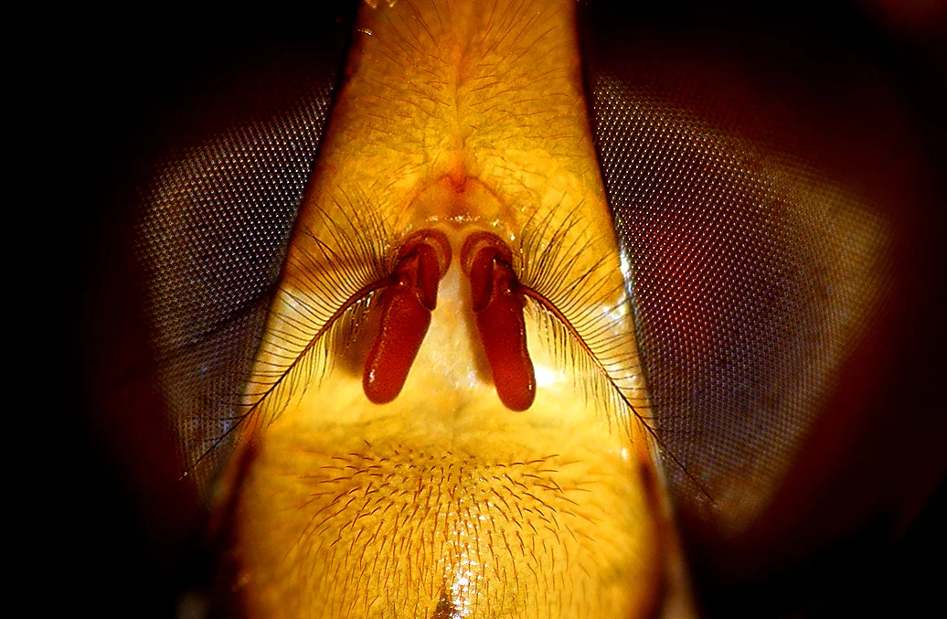 Volucella zonaria STE 15Jul15 a.jpg