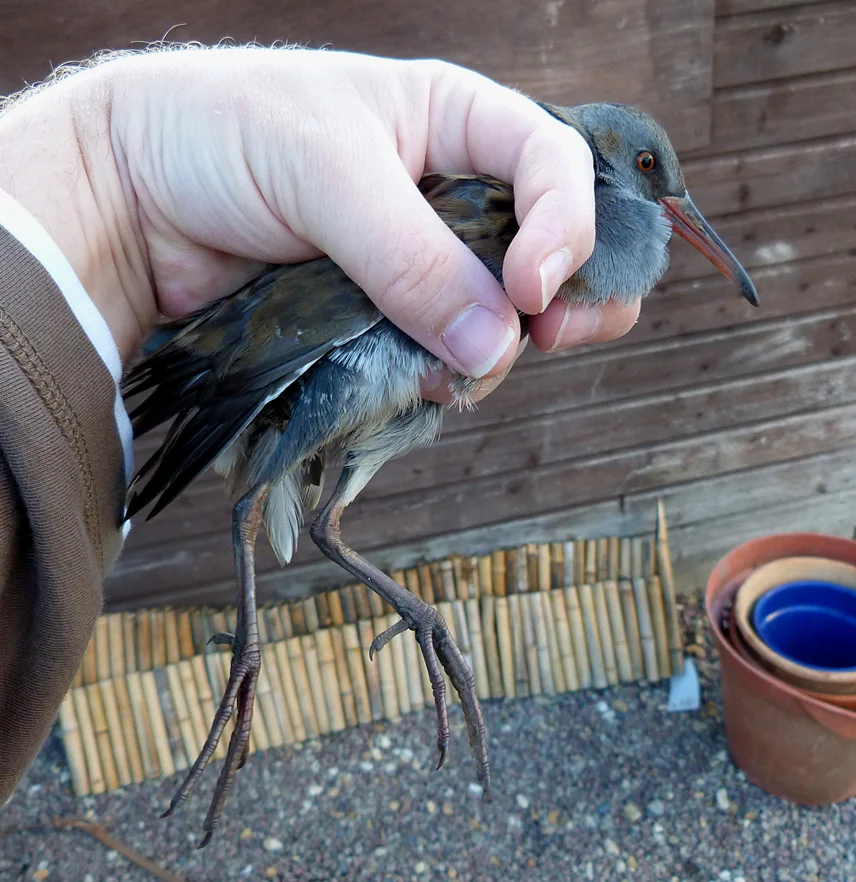 Water Rail STE 31Oct15 b.jpg
