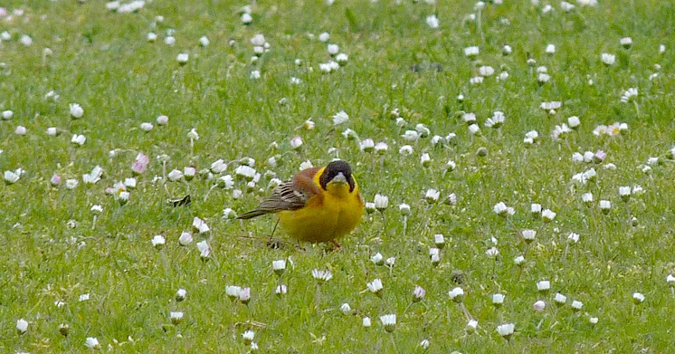 Black-headed Bunting JER 23May15 a.jpg