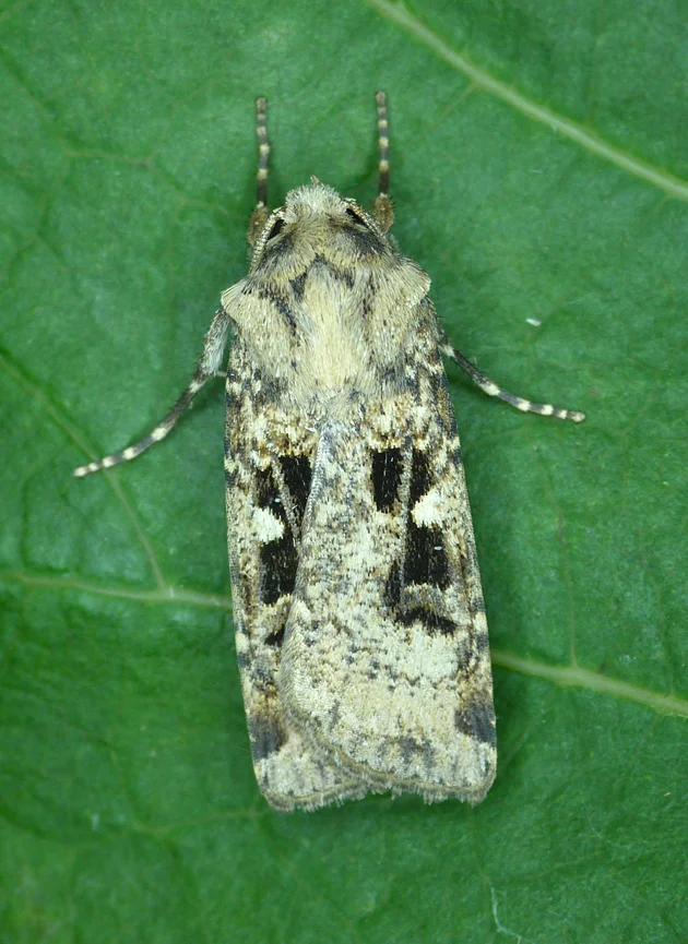 dart sp STE 20Aug15.jpg