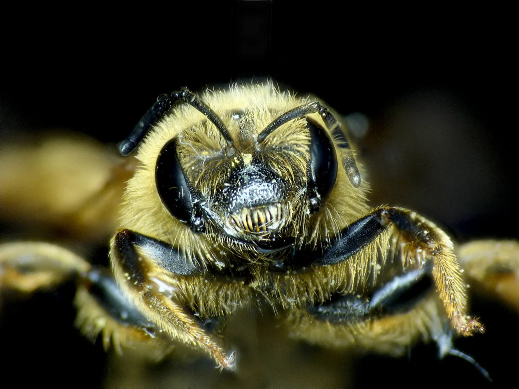 Halictus scabiosae fem SSHS 17Aug15 b.jpg