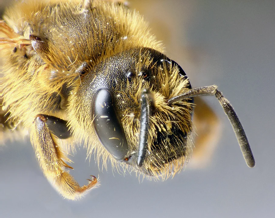 Halictus scabiosae fem SSHS 17Aug15 c.jpg