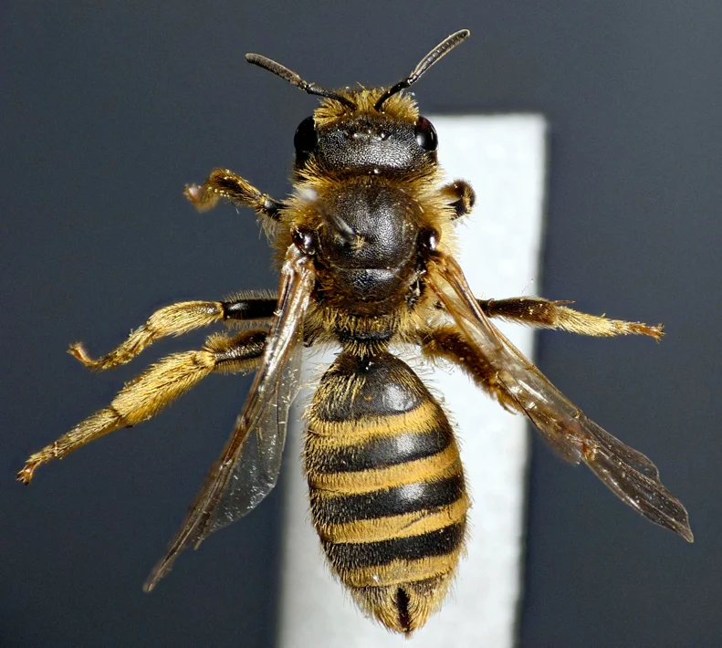 Halictus scabiosae fem SSHS 17Aug15.jpg
