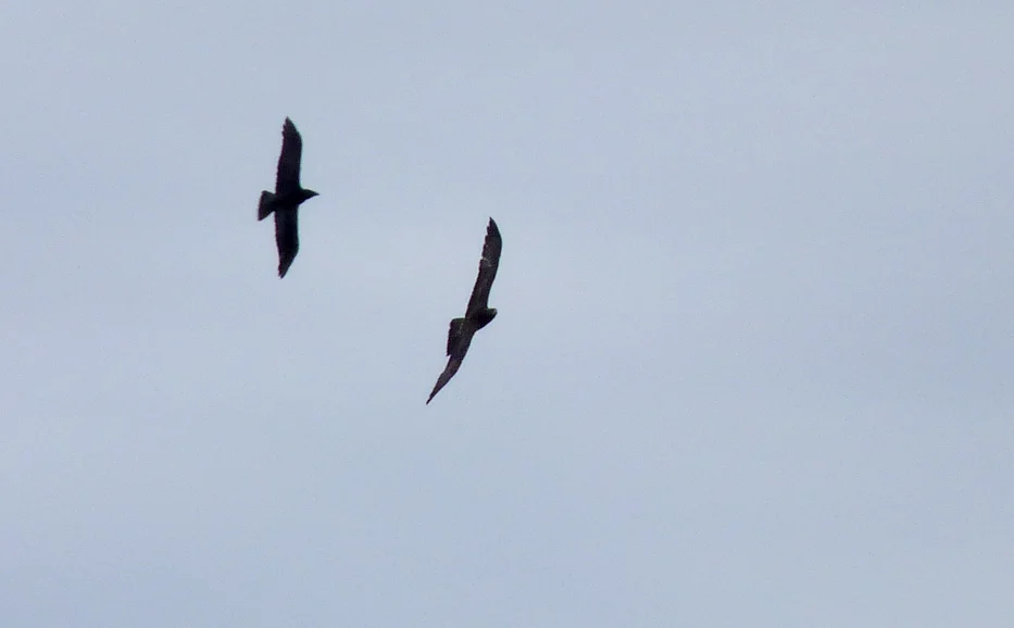 Honey Buzzard PLE 13Sep15 a.jpg