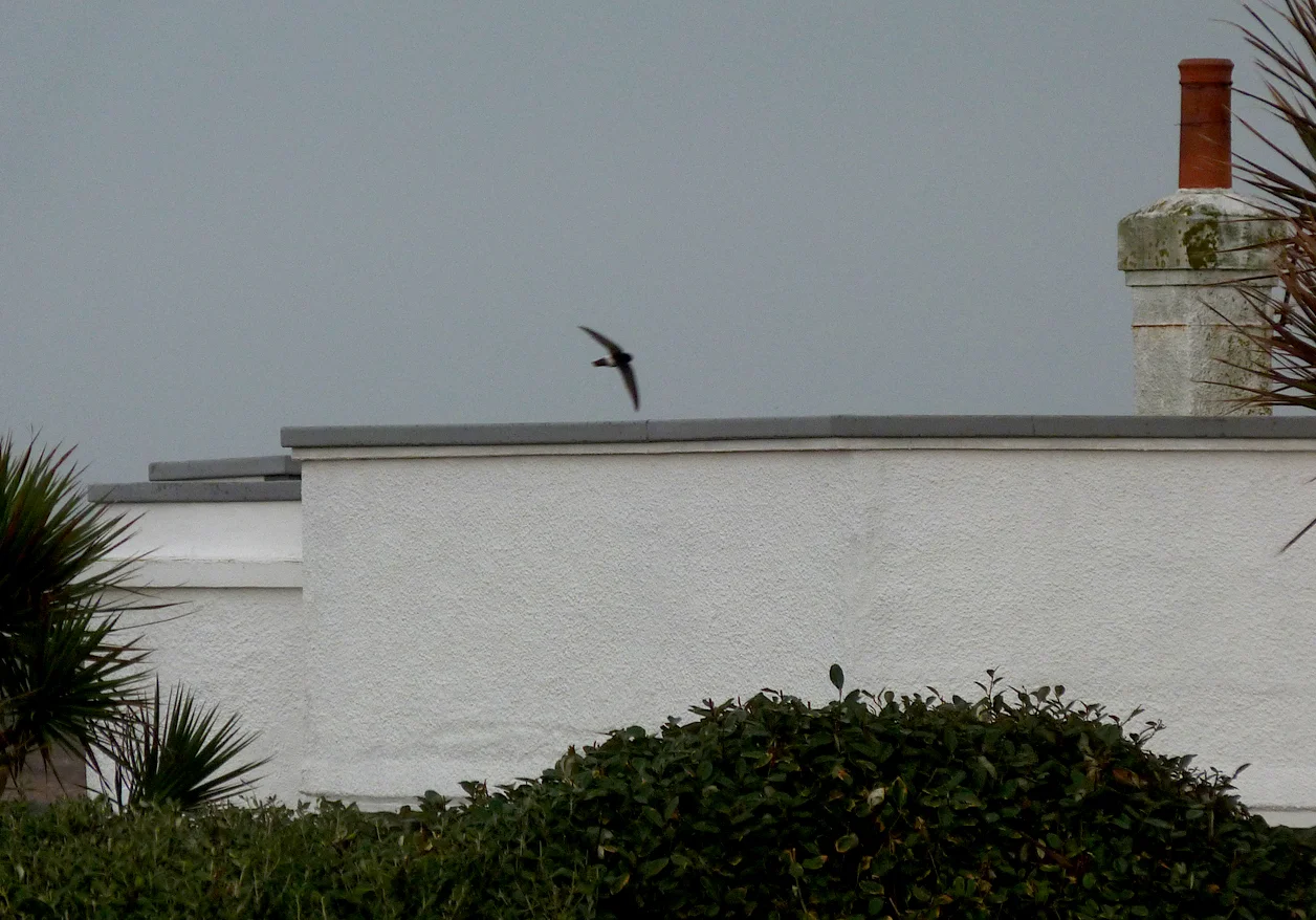 Little Swift FLC 30Dec15 b.jpg