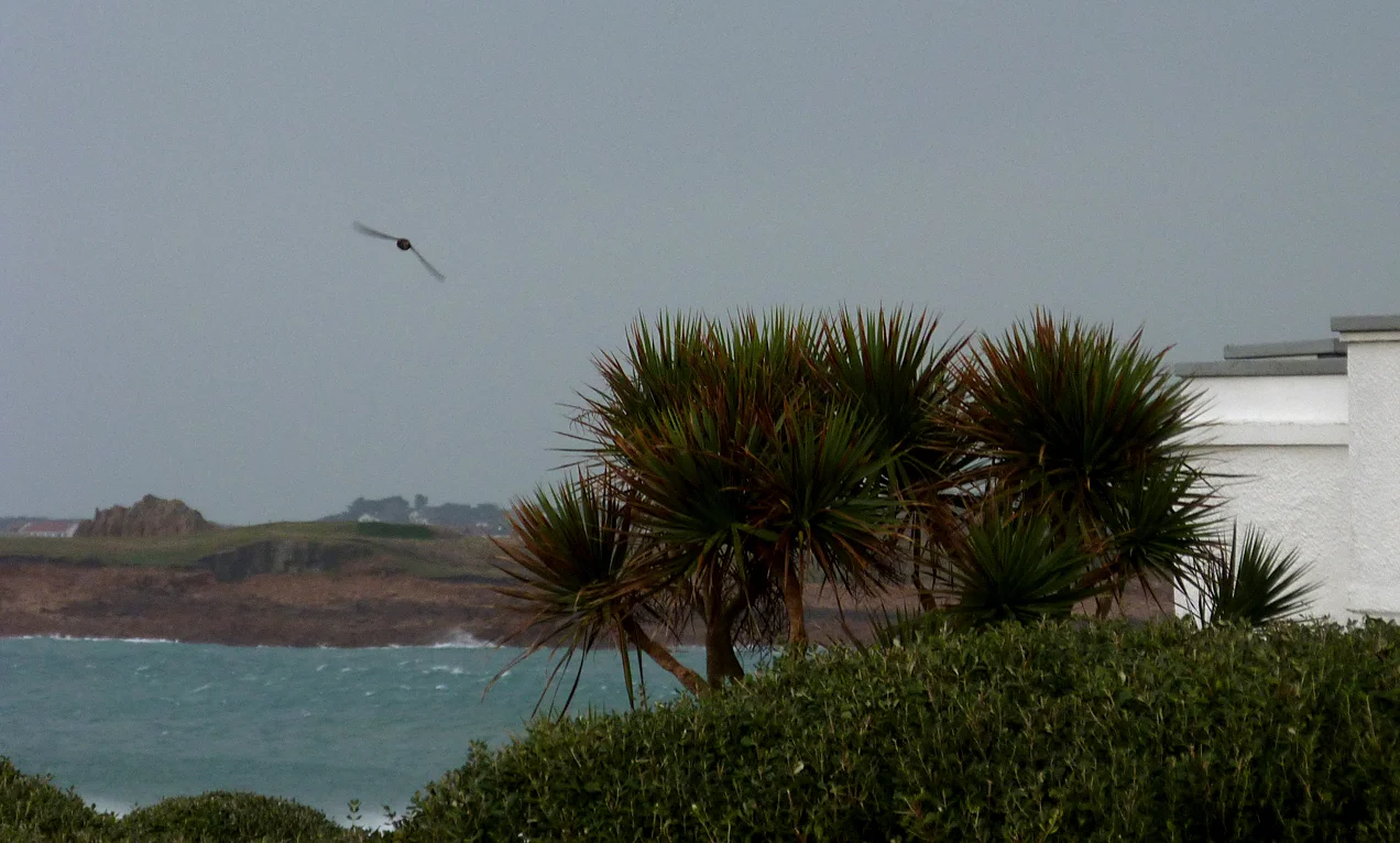 Little Swift FLC 30Dec15 c.jpg