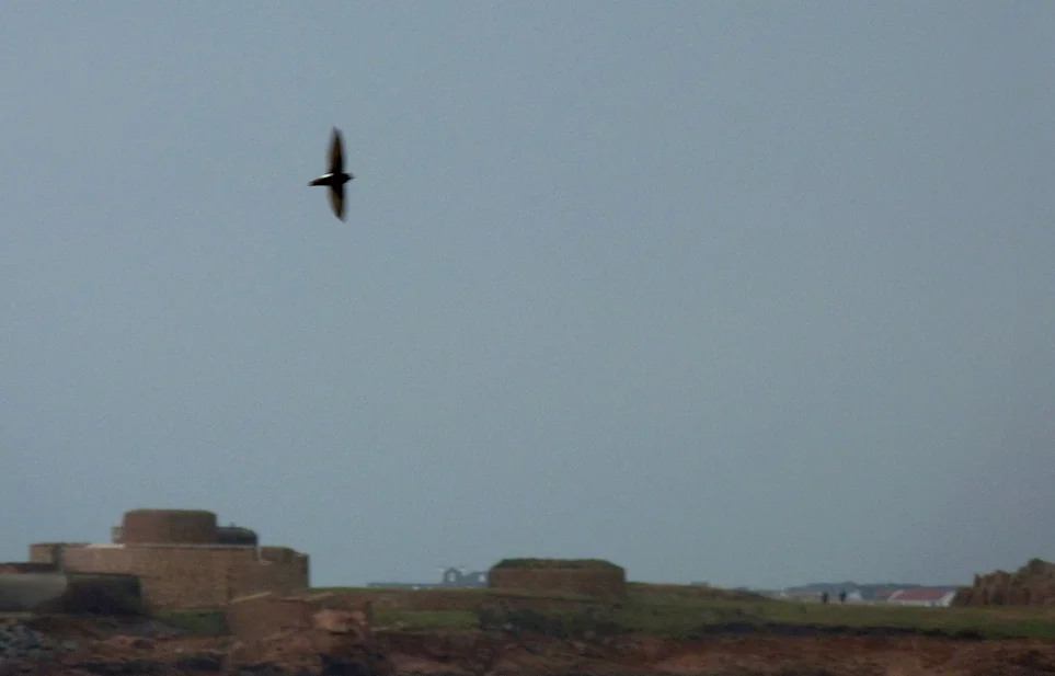 Little Swift FLC 30Dec15 d.jpg