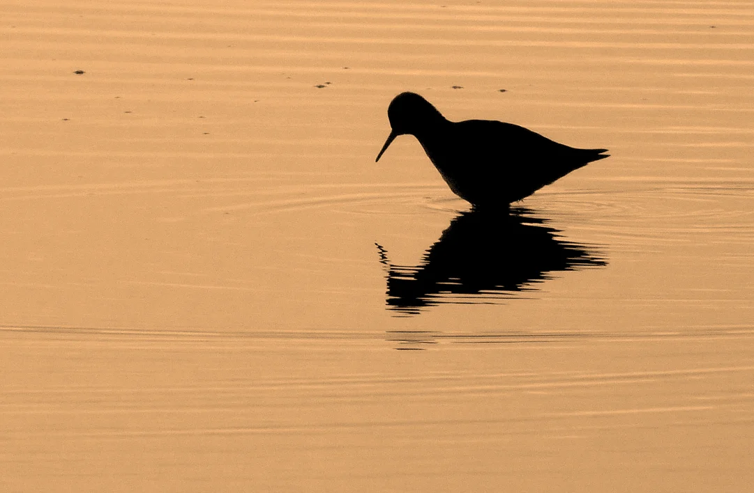 Redshank LEree 15Feb15.jpg