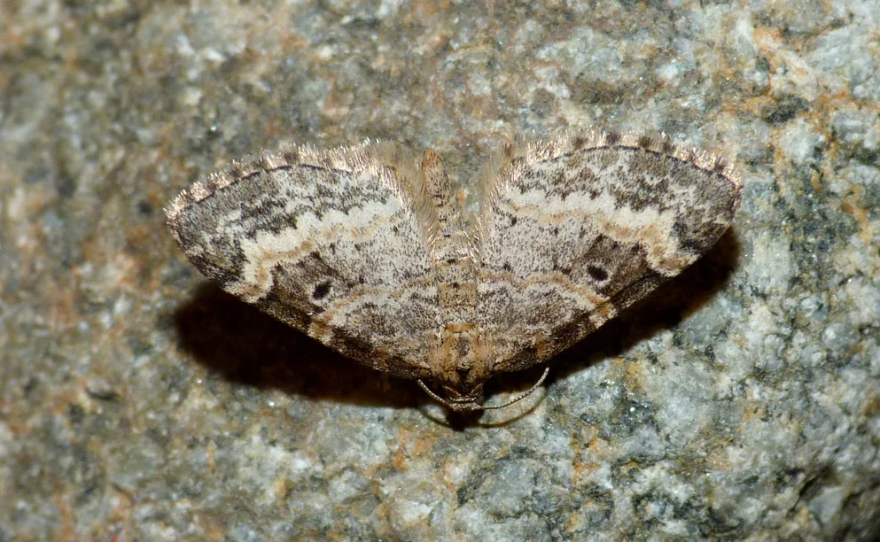 Small Seraphim STE 13Jun15.jpg