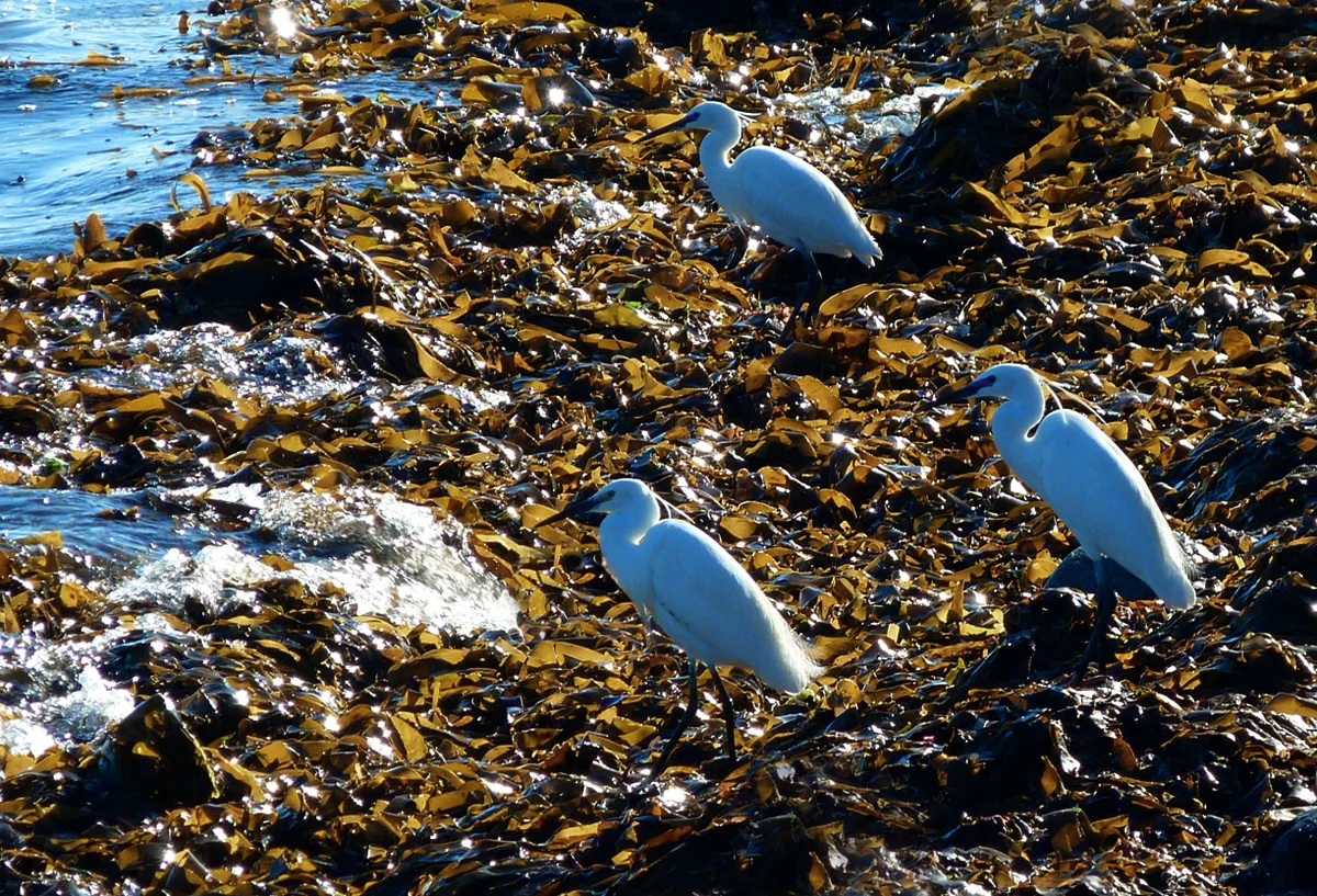 2014 Little Egrets Pulias 16May14 b.jpg