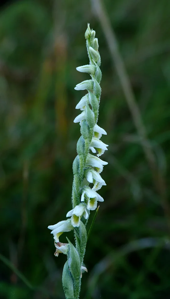 Autumn Ladies-tresses PSoif 19Aug14.jpg