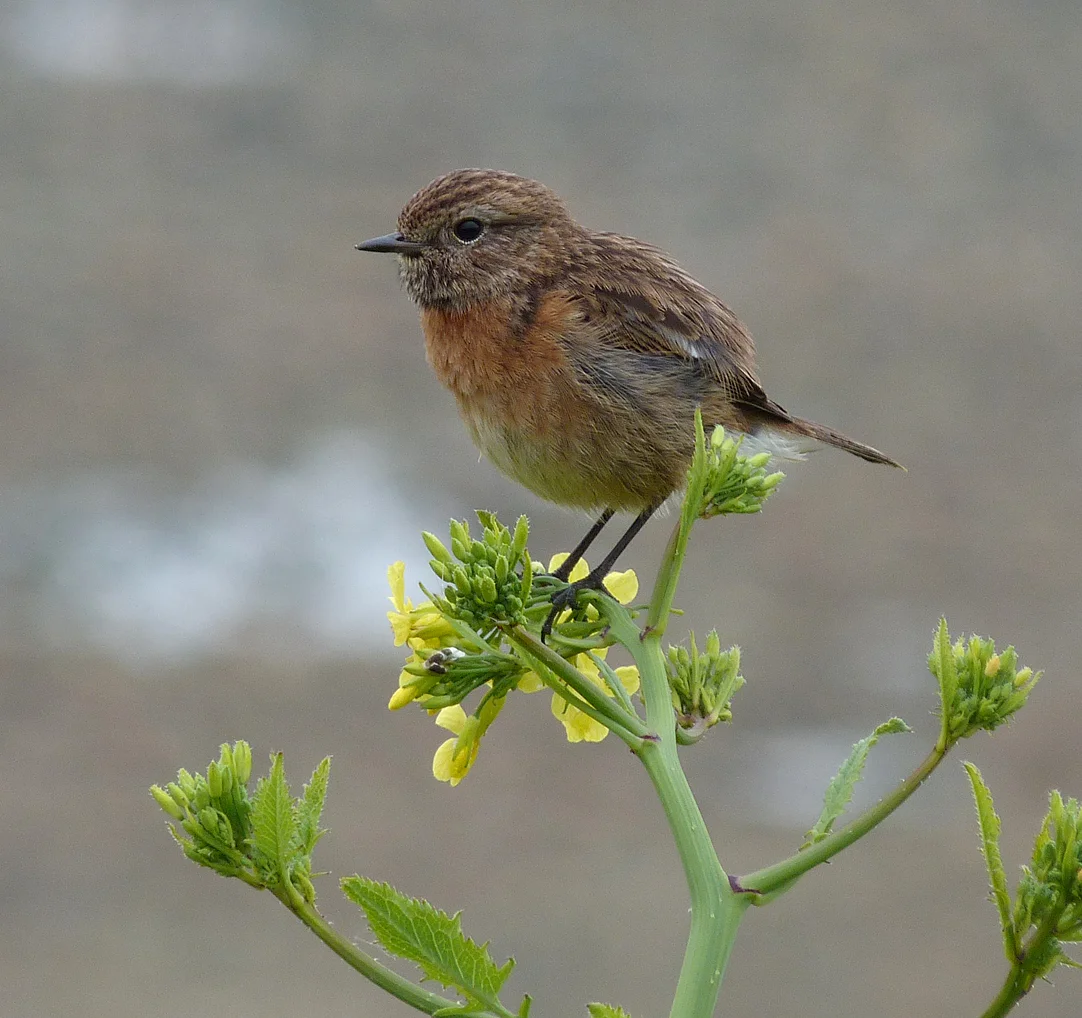 2014 Stonechat FtHom 28Apr14.jpg