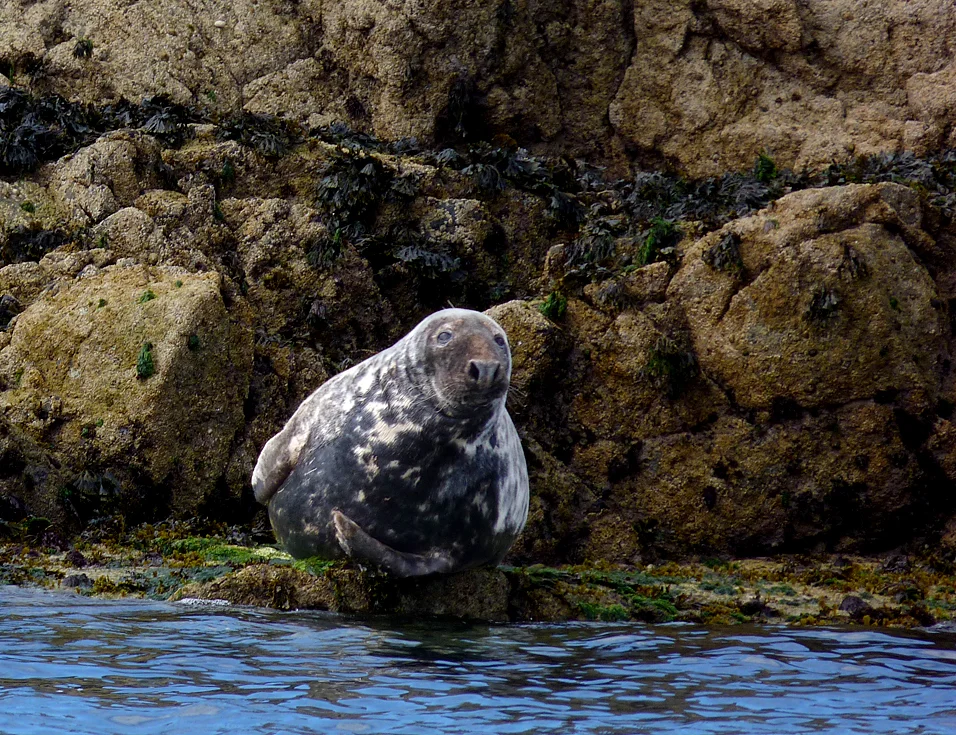 Grey Seal Hanois 21Aug14.jpg