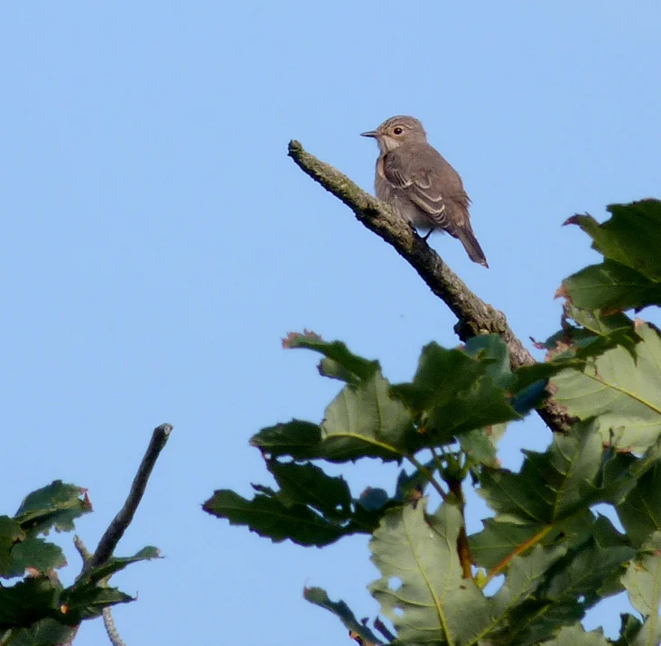 Spotted Flycatcher Plein 7Sep14.jpg