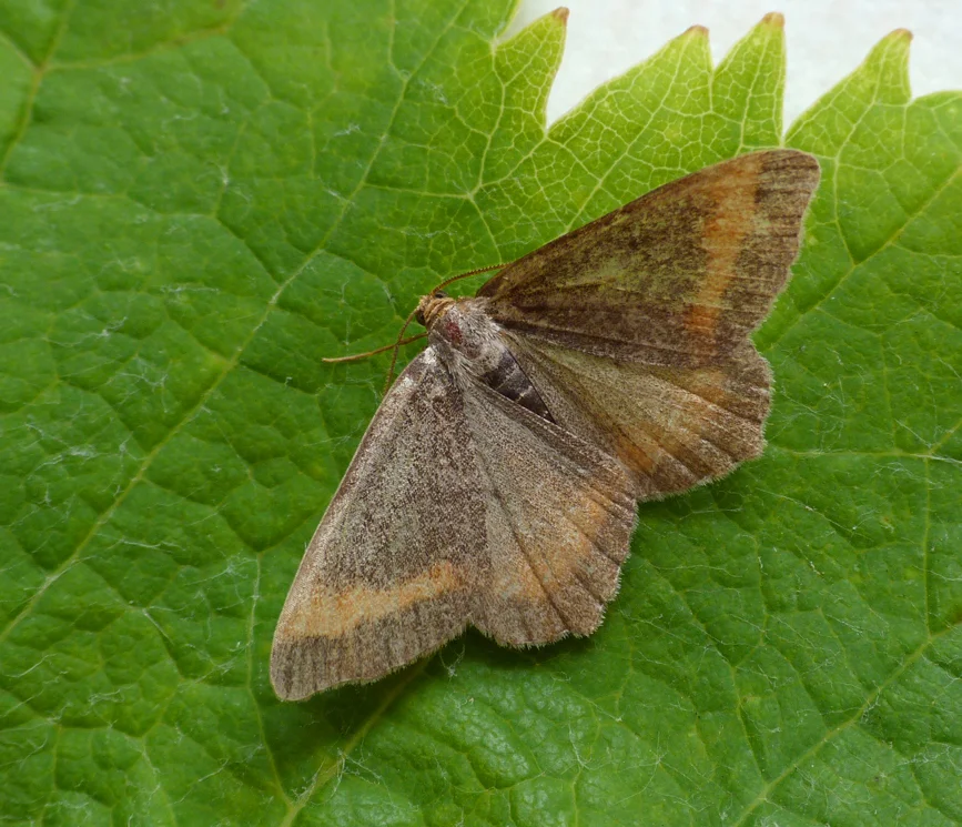 Tawny-barred Angle STE 21Jul14.jpg