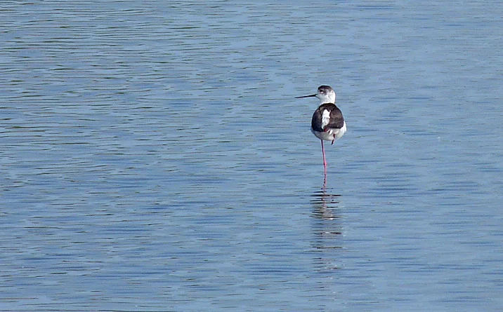 BWStilt VP 30Apr14.jpg