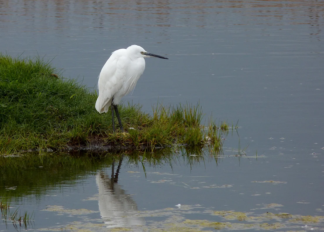Little Egret CM 3May14.jpg