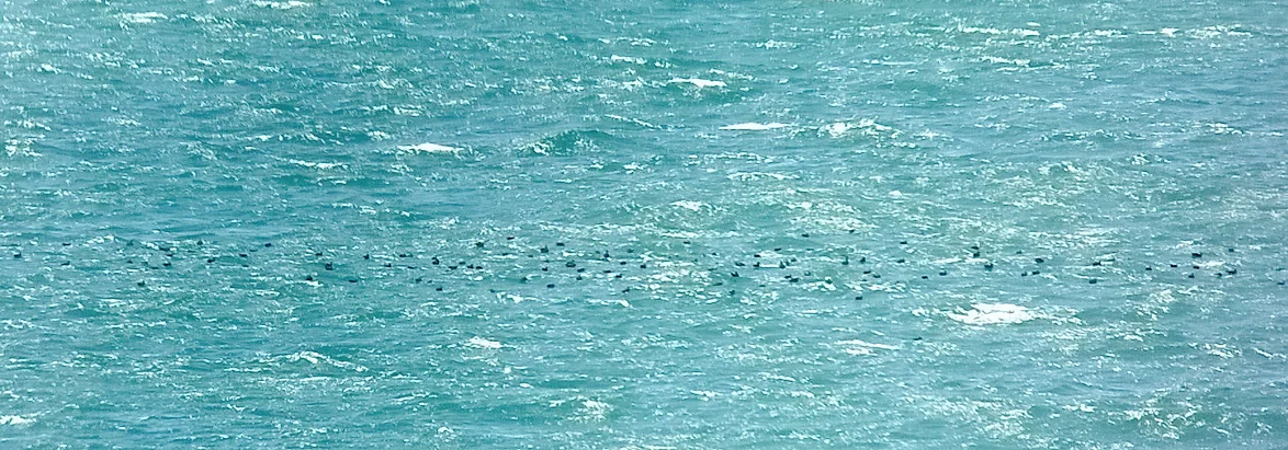 Shearwater flock Plein 13Jul14.jpg