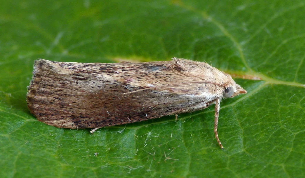 Wax Moth STE 25Jul14.jpg