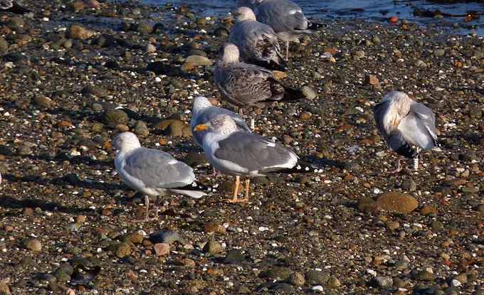 Yellow-legged Gull Rousse 29Dec14.jpg