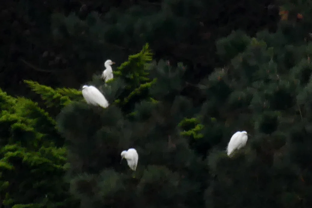 Cattle Egret RES 19Nov17.jpg