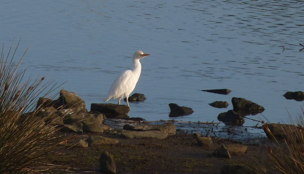 Cattle Egret VP 16Feb17 b.jpg