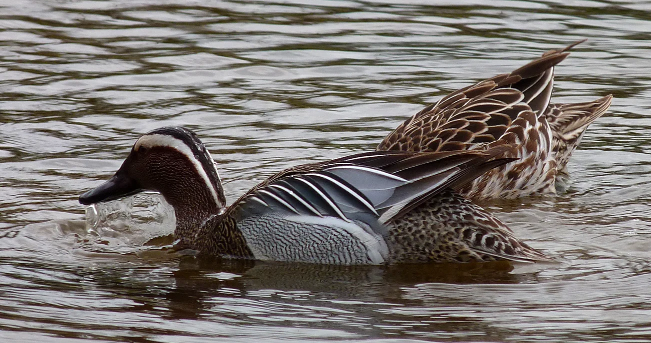 Garganey RDB 17Mar17 c.jpg