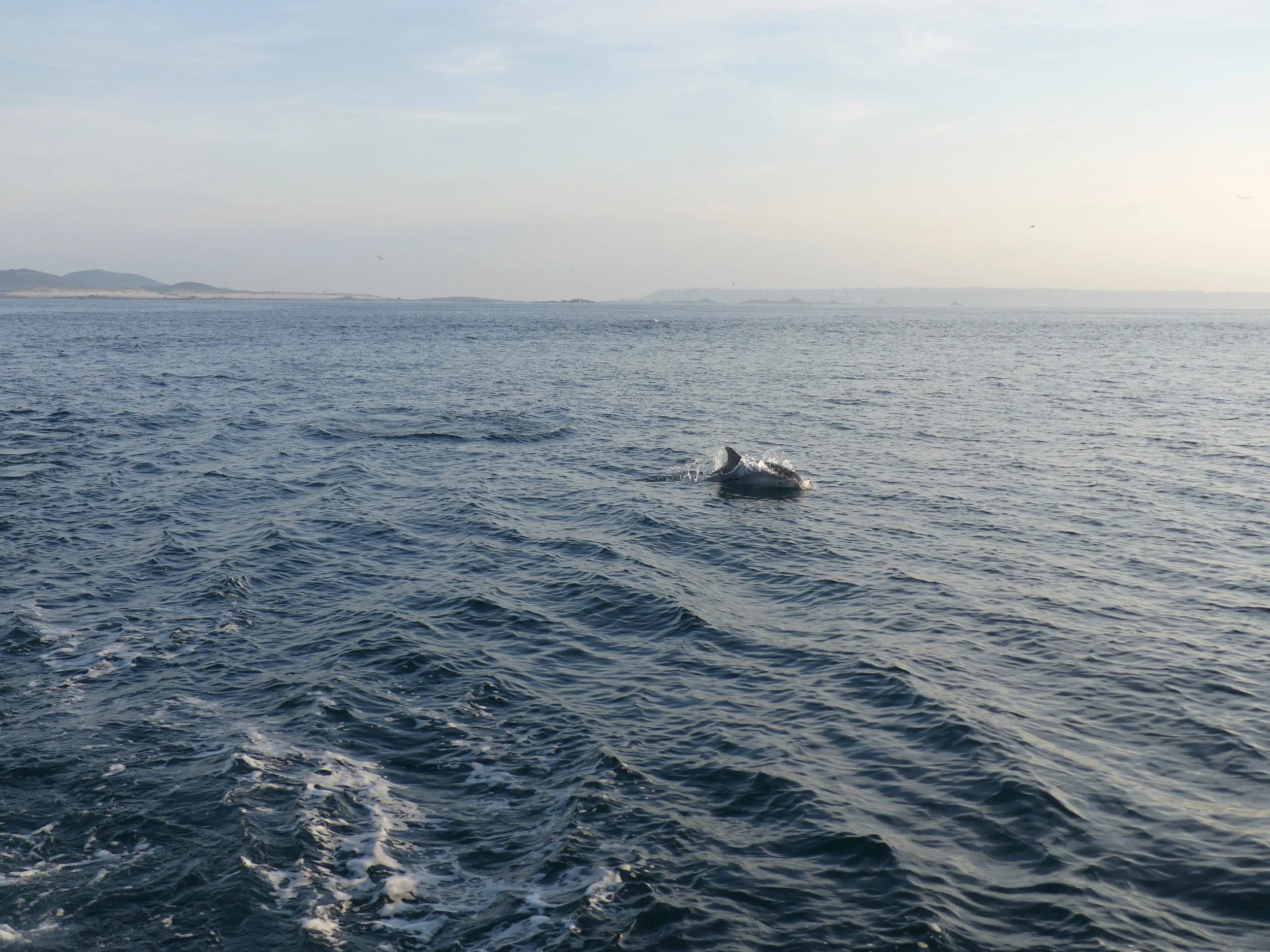 dolphin.JPG