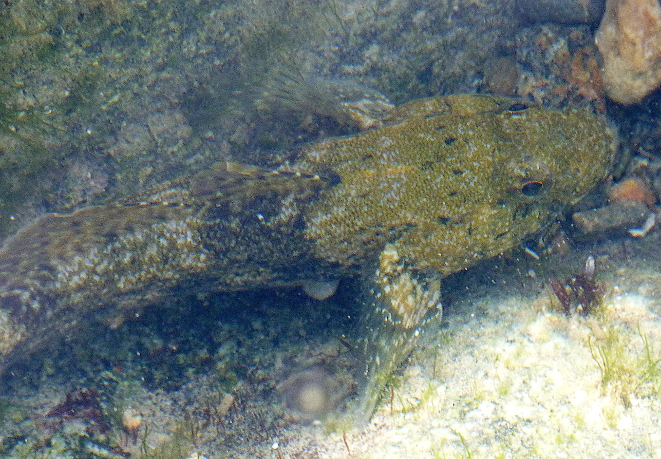 Giant Goby FtDoyle 13Apr17 b.jpg