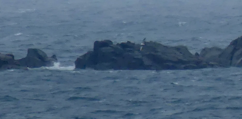 Great Shearwater Chouet 1.jpg