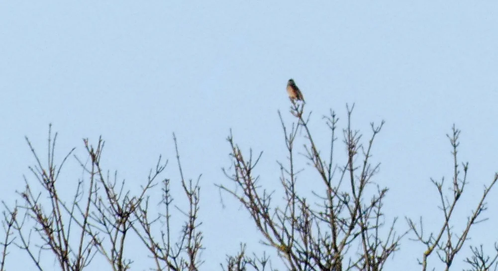 Hawfinch Foulon 18Nov17 a.jpg