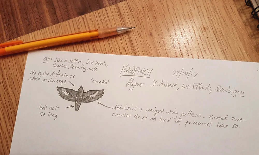 hawfinch sketch.jpg