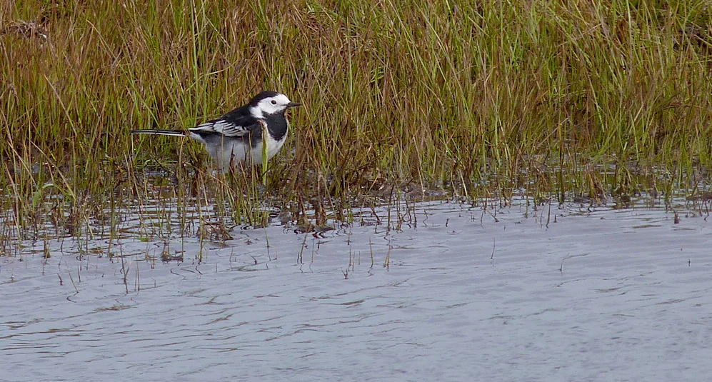 Pied Wagtail FHom 29Mar17.jpg