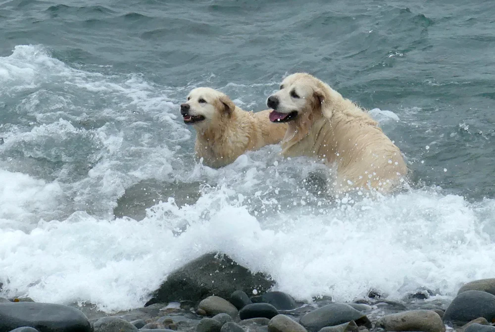 Polar Bears.jpg
