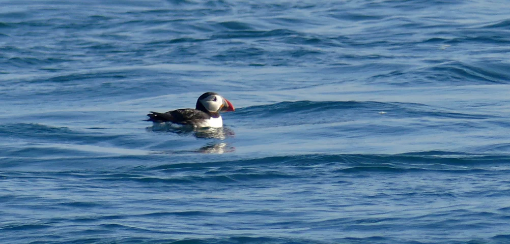Puffin Jethou 1Jun17 a.jpg
