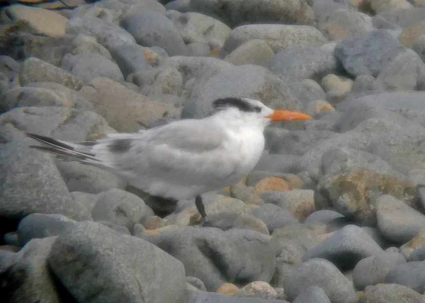 Royal Tern Paradis 16Aug17 a.jpg