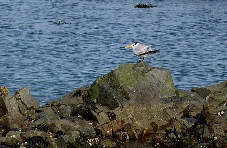 Royal Tern Salerie 8Feb17 b.jpg