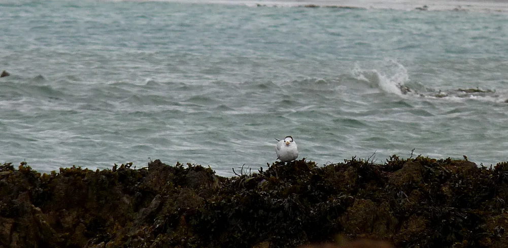 Royal Tern VAZ 26Feb17.jpg