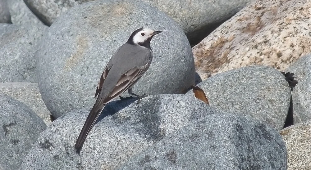 White Wagtail Pulias 7Apr17.jpg