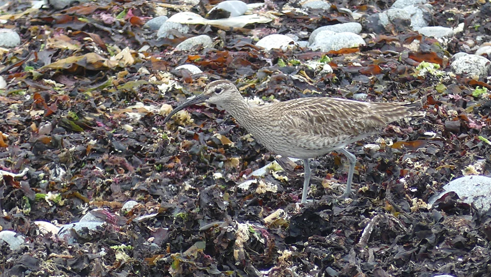 white-winged Whimbrel Pulias 23May17 b.jpg