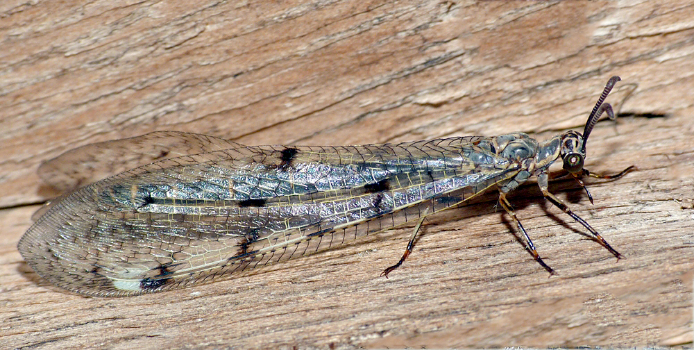 FL Antlion.jpg