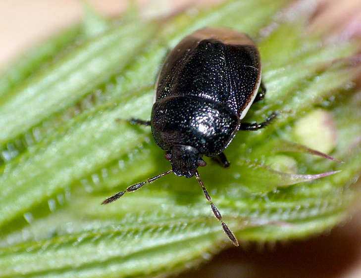 FL Bordered Shieldbug Baub 30May13.jpg