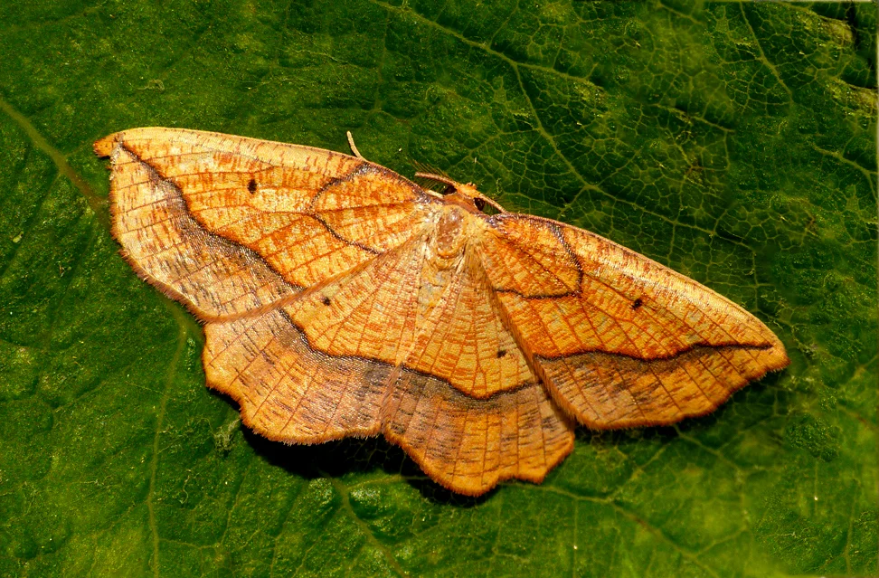 FL Bordered Beauty.jpg