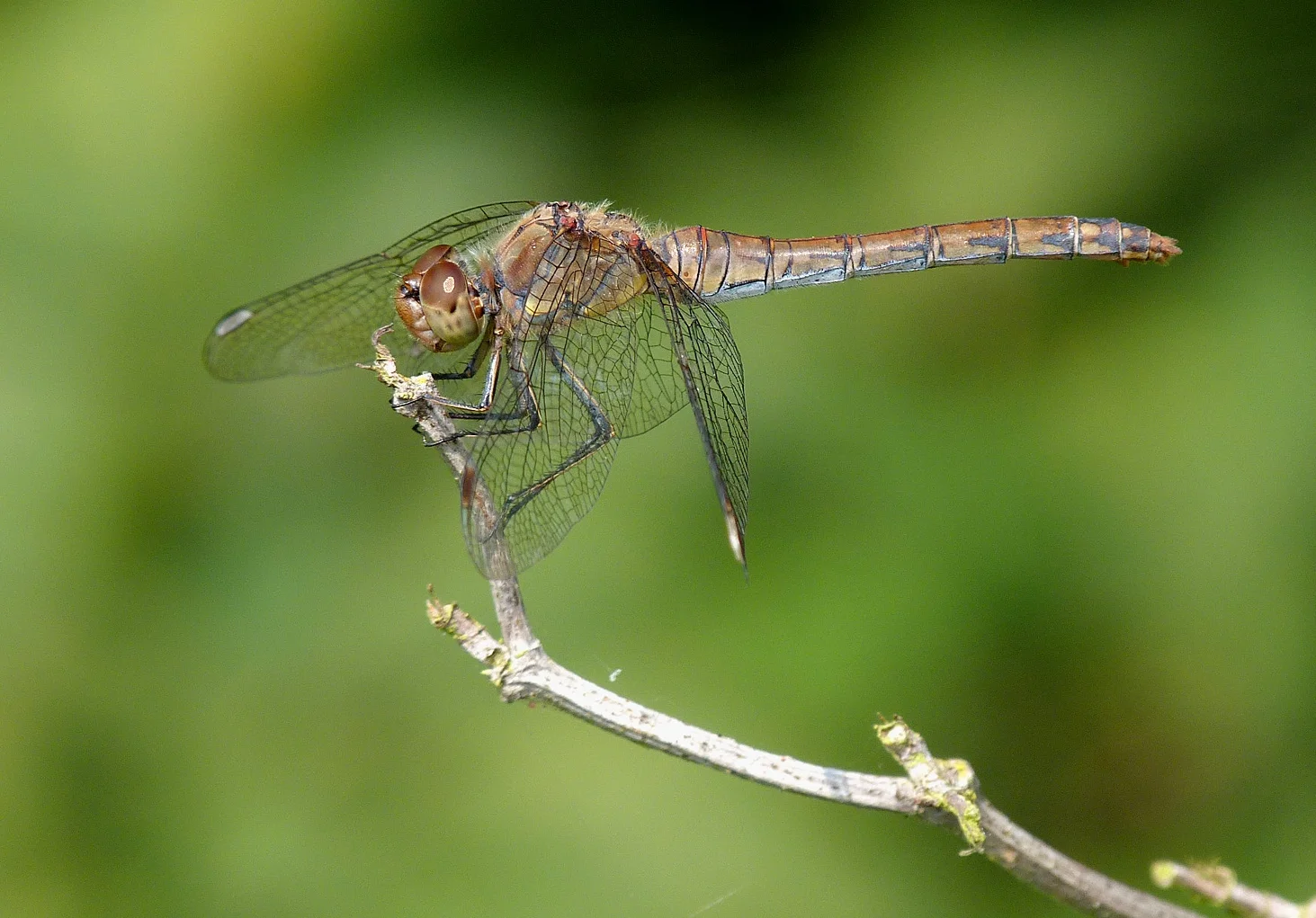 FL Common Darter SSHS 26Aug13.jpg