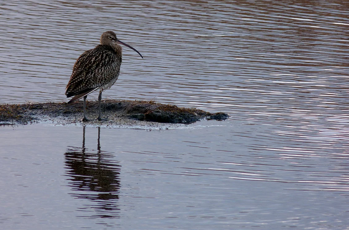 FL Curlew CM 28Dec13 ps.jpg