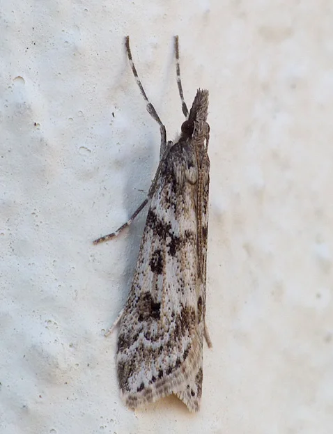 FL E angustea 9Jun13.JPG