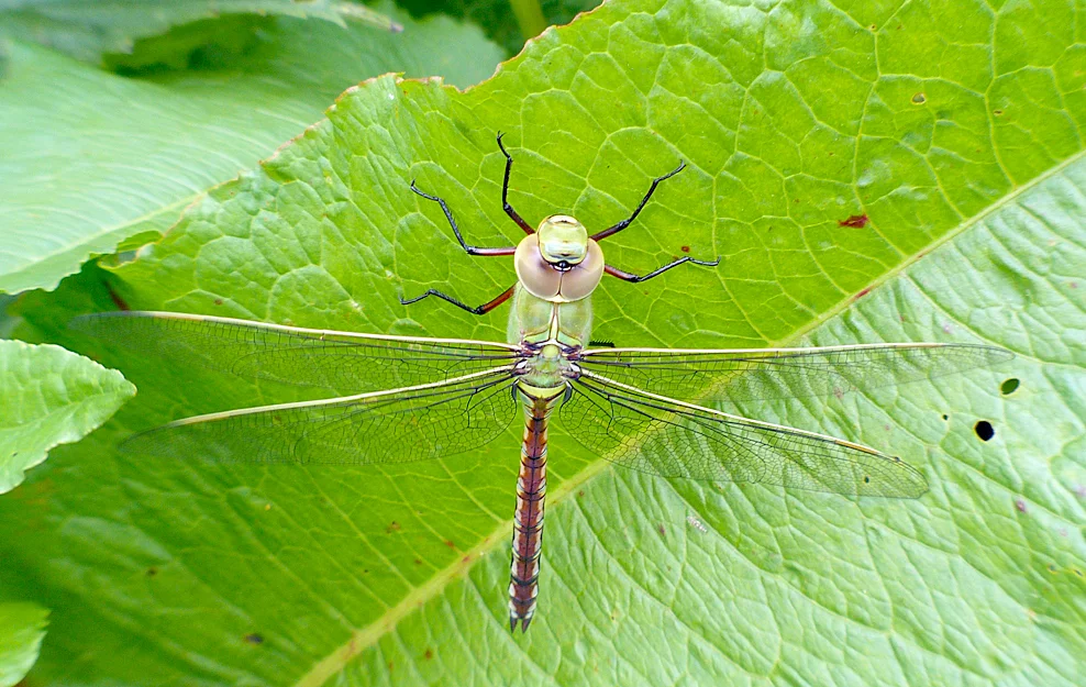 FL Emperor SSHS 9Jun13.JPG